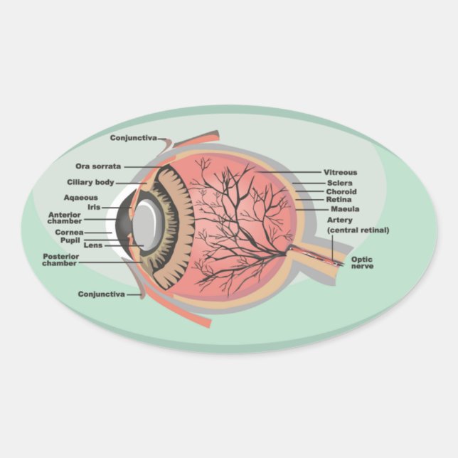 Eye Diagram for National Eye Care Month Oval Sticker (Front)