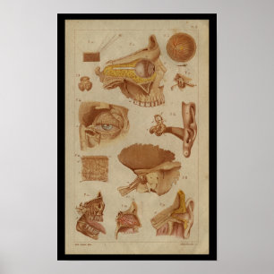 Eye Ear Nerves Vintage Anatomy Print