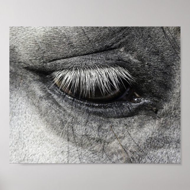 Eye, equine fine art close up photography, poster (Front)