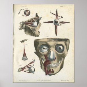 Eye Muscles and Skull Anatomy Print