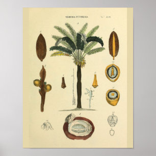 Eye Muscles Palm Tree Anatomy Art Print