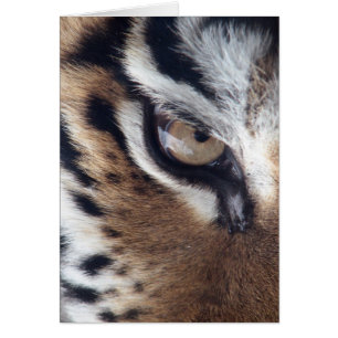 Eye of a Tiger