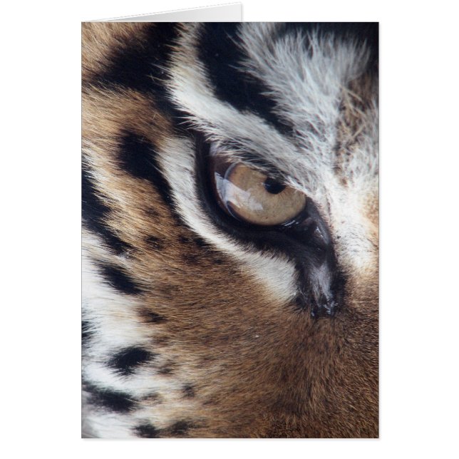 Eye of a Tiger (Front)