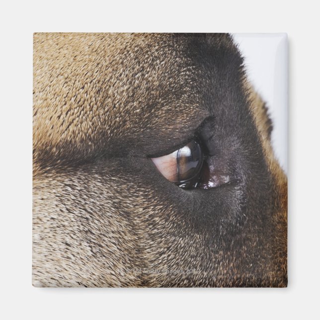 Eye of Great Dane Magnet (Front)