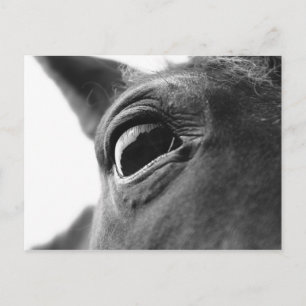 Eye of pony 1 postcard