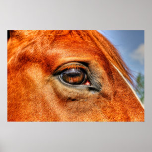 Eye of Red Dun Mare Horse Equine Photo Poster