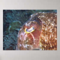 Eye of the Cuttlefish