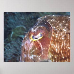 Eye of the Cuttlefish Poster