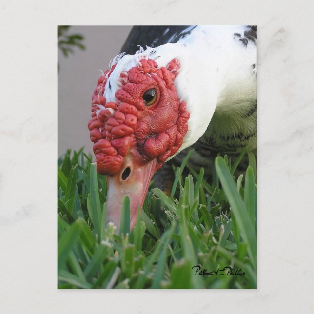 Eye of the Duck Close-Up Photograph Postcard (Front)