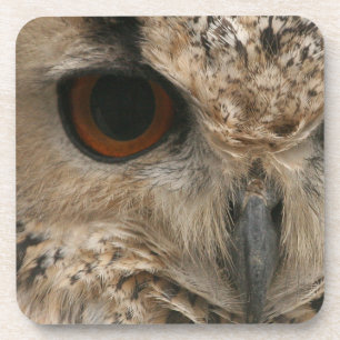 Eye of the Owl Coaster