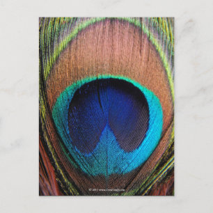 Eye of the Peacock Feather Close-Up Postcard