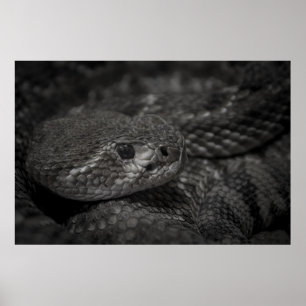 eye of the snake poster