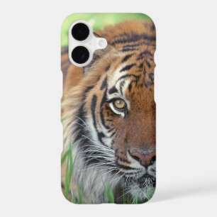Eye of the Tiger