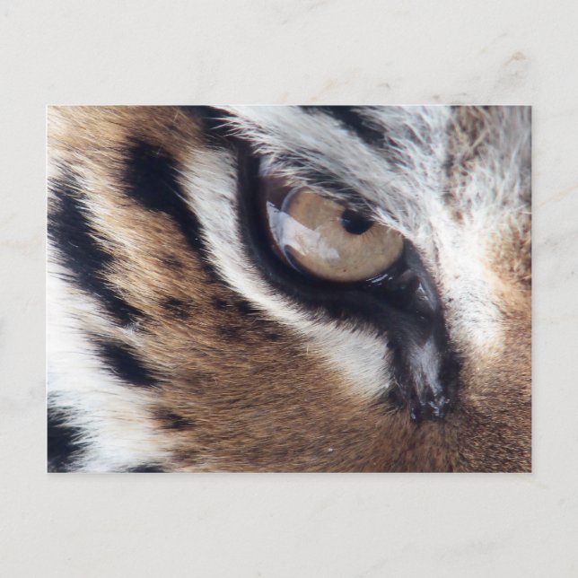 Eye of the Tiger Postcard (Front)