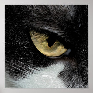 Eye of the Tiger Poster