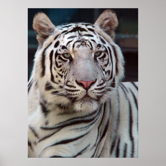 Eye of the Tiger Poster (Front)