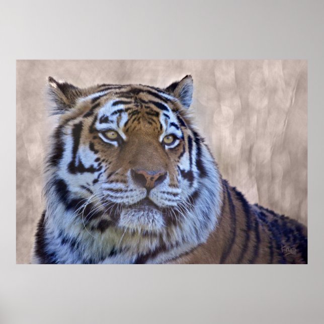 Eye of the Tiger Print (Front)