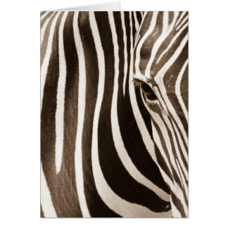 Eye of the Zebra