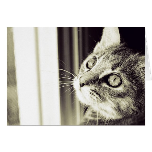 Eye See the Stars in Black and White (Front Horizontal)