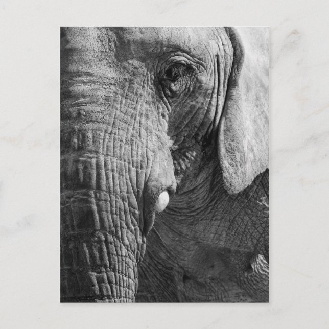 Eye Spy Postcard (Front)