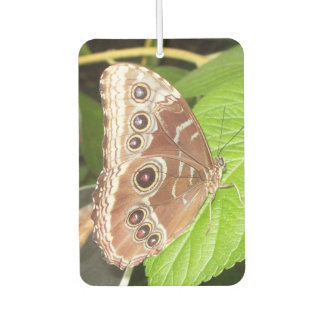 Eyed Brown butterfly car air freshener