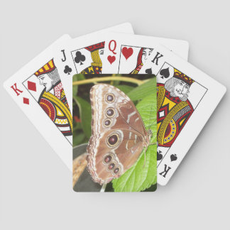 Eyed Brown butterfly card deck