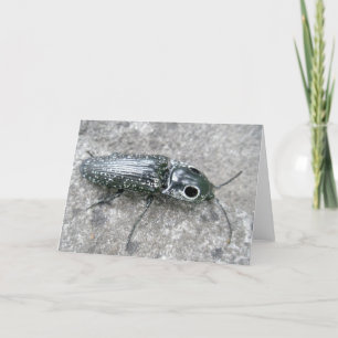 Eyed Elder Click Beetle Note Card