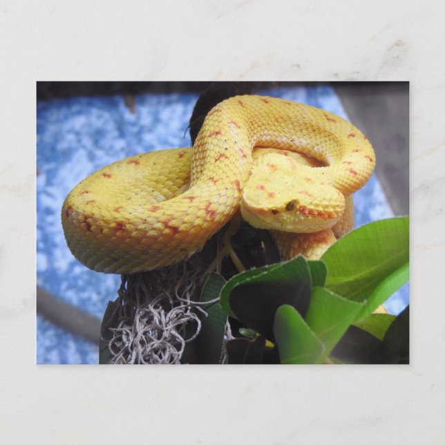 Eyelash Viper Announcement Postcard (Front)