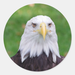 Eyes of a Bald Eagle Classic Round Sticker