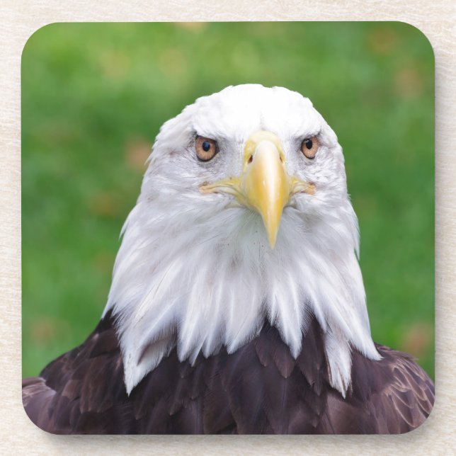 Eyes of a Bald Eagle Coaster (Front)