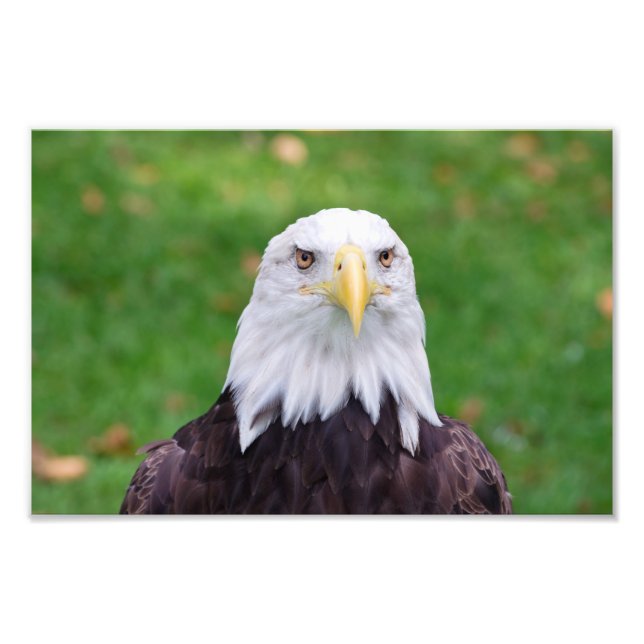 Eyes of a Bald Eagle Photo Print (Front)