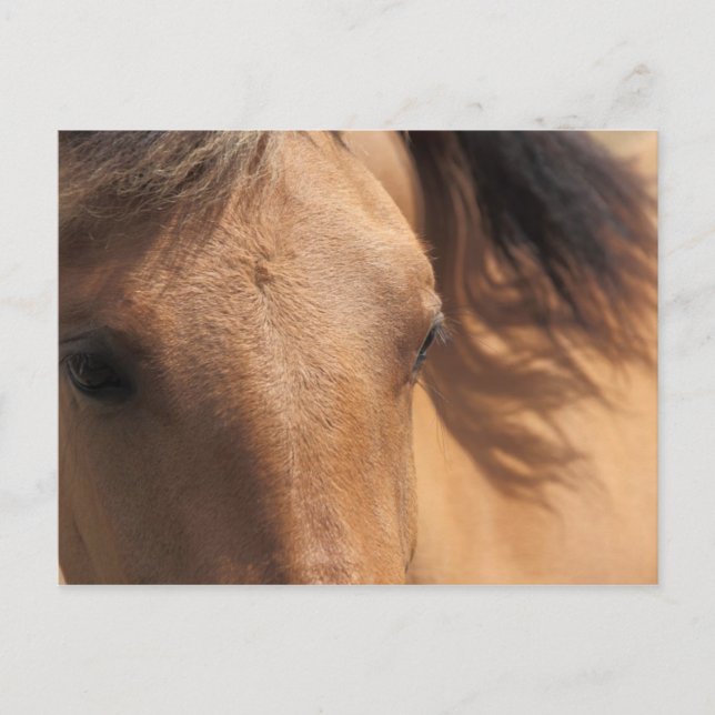 Eyes of a Brown Horse Postcard (Front)
