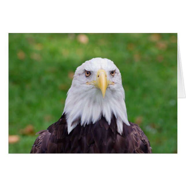 Eyes of an Eagle (Front Horizontal)