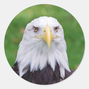 Eyes of an Eagle Classic Round Sticker