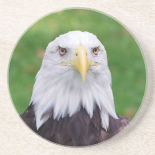 Eyes of an Eagle Coaster