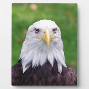Eyes of an Eagle Plaque