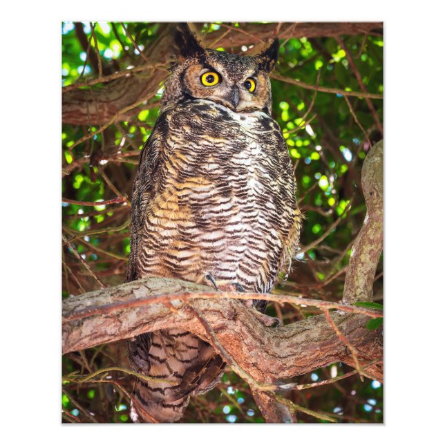 Eyes of the Night: Great Horned Owl Photo Print (Front)