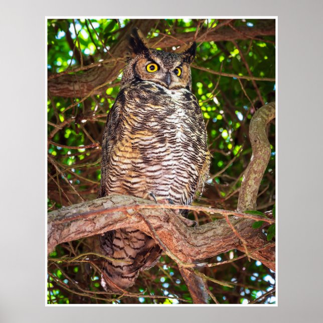 Eyes of the Night: Great Horned Owl Poster (Front)