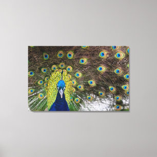Eyes of the Peacock Canvas Print