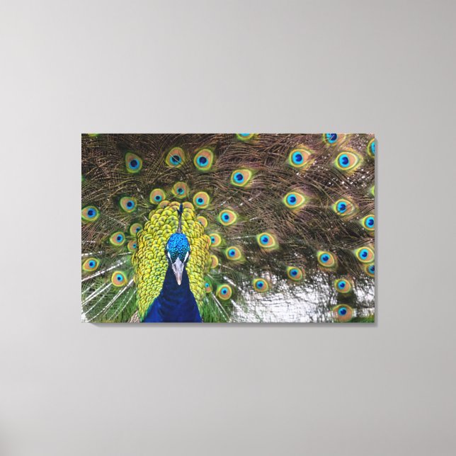 Eyes of the Peacock Canvas Print (Front)
