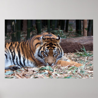 Eyes of the Tiger Poster