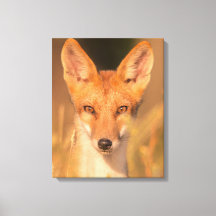Eyes of the Wild Red Fox Wildlife Photography