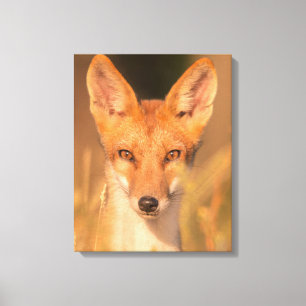 Eyes of the Wild Red Fox Wildlife Photography Canvas Print