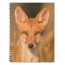 Eyes of the Wild Red Fox Wildlife Photography
