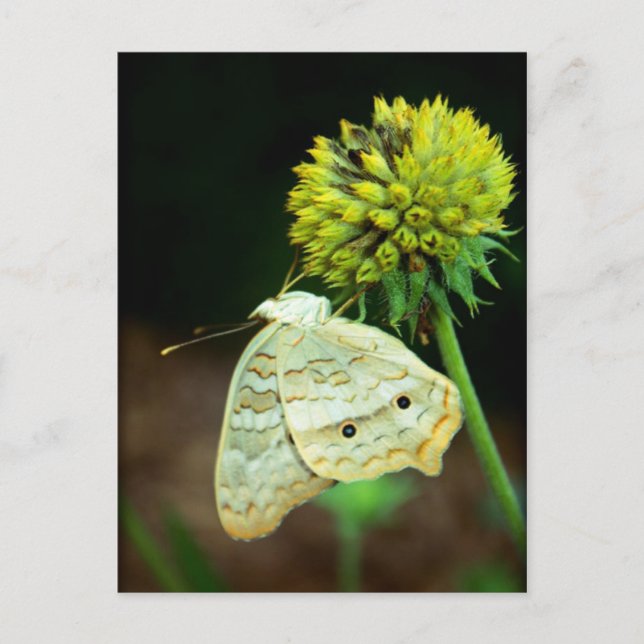 Eyes on You Postcard (Front)