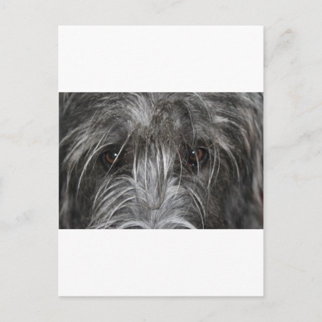 Eyes that mesmerise postcard (Front)