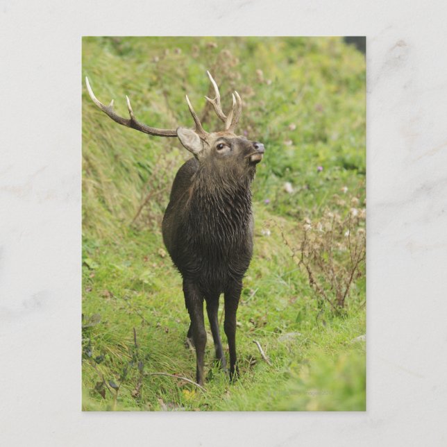 Ezo Deer Postcard (Front)