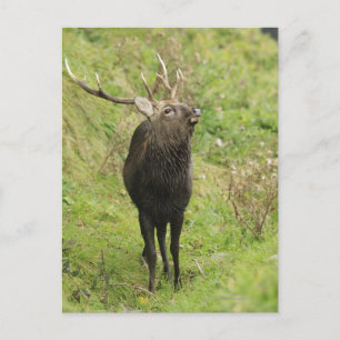 Ezo Deer Postcard