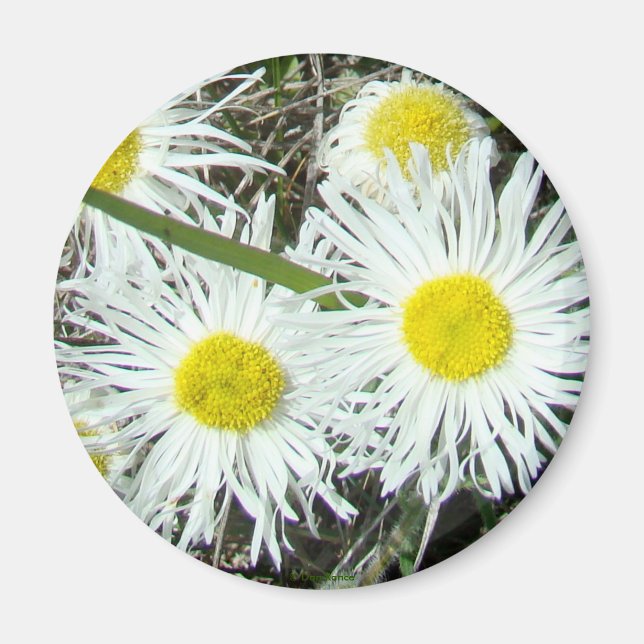 F10 White Wildflowers Tufted Fleabane Magnet (Front)