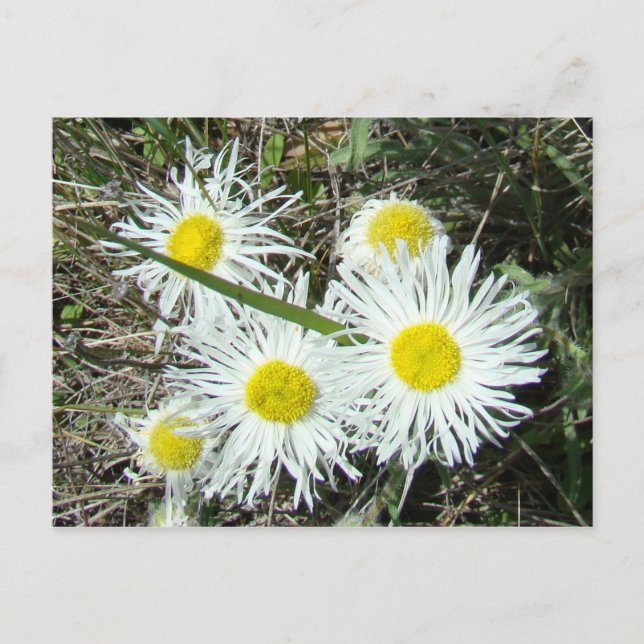 F10 White Wildflowers Tufted Fleabane Postcard (Front)